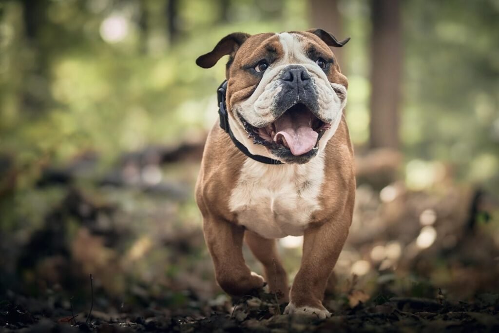 Why Does My Dog Roll in the Grass? Best 7 Expert Tips!