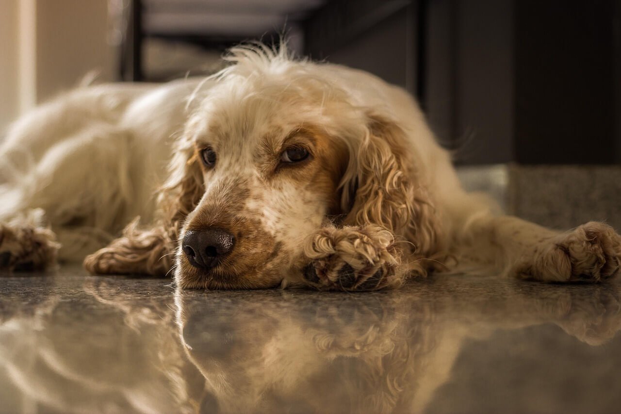 Guide to Dog Wound Care: Best 7 Expert Tips!