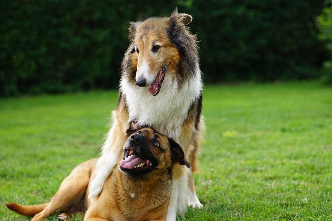 What Happens When Dogs Get Stuck After Mating: Best 7 Tips!