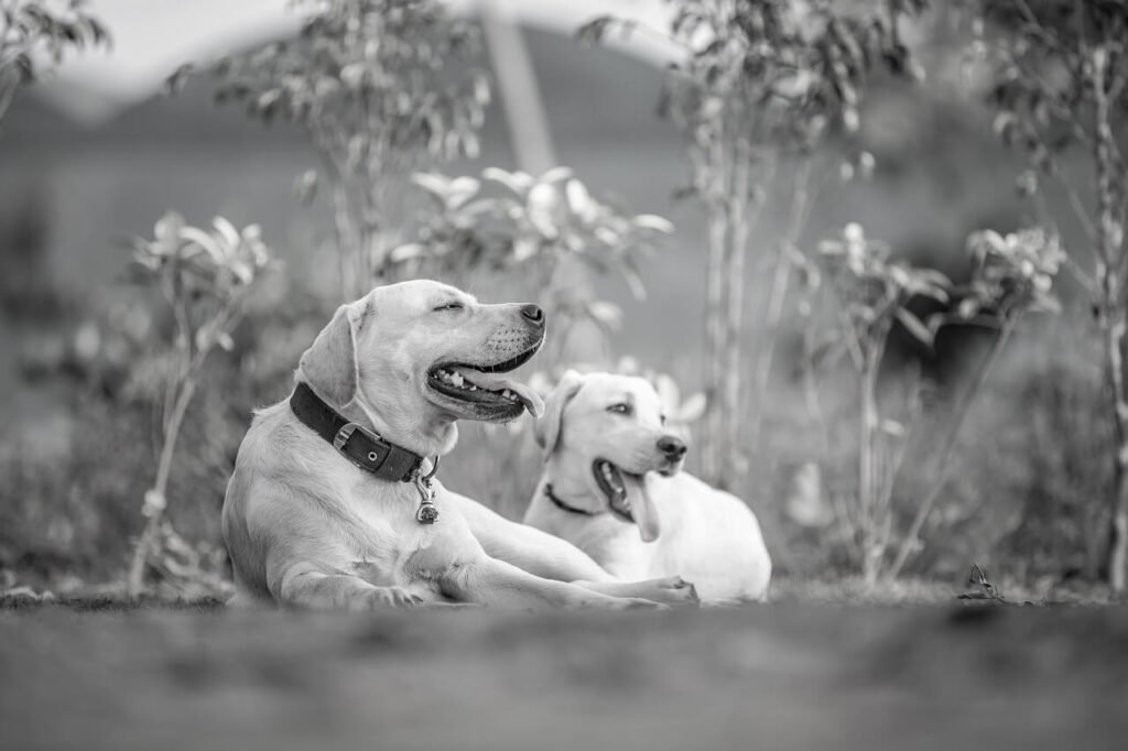 Why Is My Dog Laughing? Best 7 Expert Tips!
