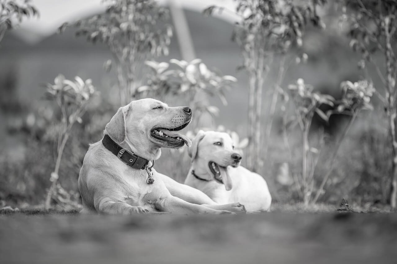 Why Is My Dog Laughing? Best 7 Expert Tips!