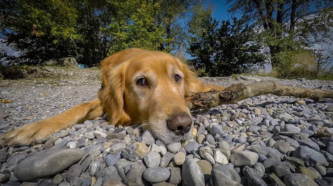 What Happens If a Dog Eats Chocolate? Best 7 Expert Tips!