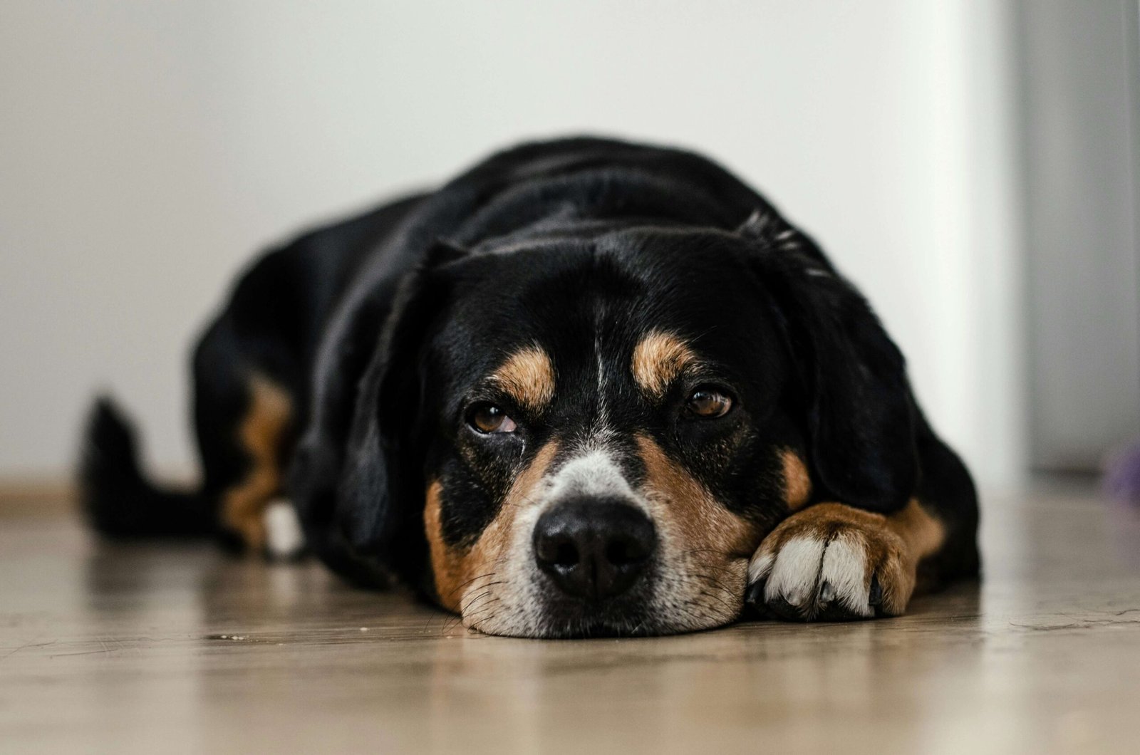 7 Tips to Spot Signs of Infection After Neutering Your Dog!
