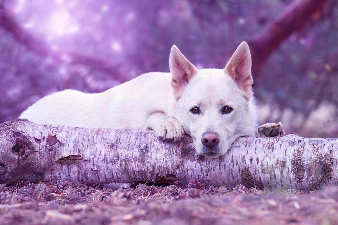 Dog Covering Nose: Best 7 Tips to Decode This Behavior!