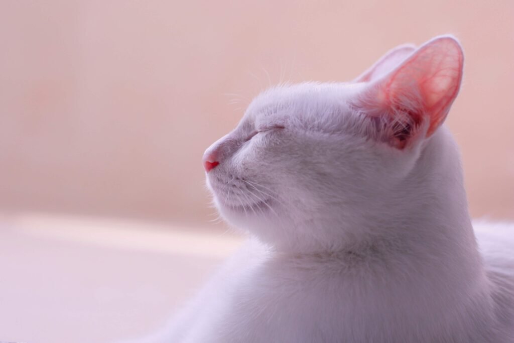 Top 4 Best Cat Toothbrushes for Ultimate Dental Care!