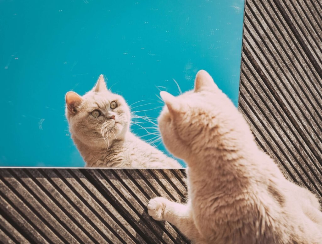 Top 4 Best Cat Teeth Cleaning Treats for a Healthier Smile!