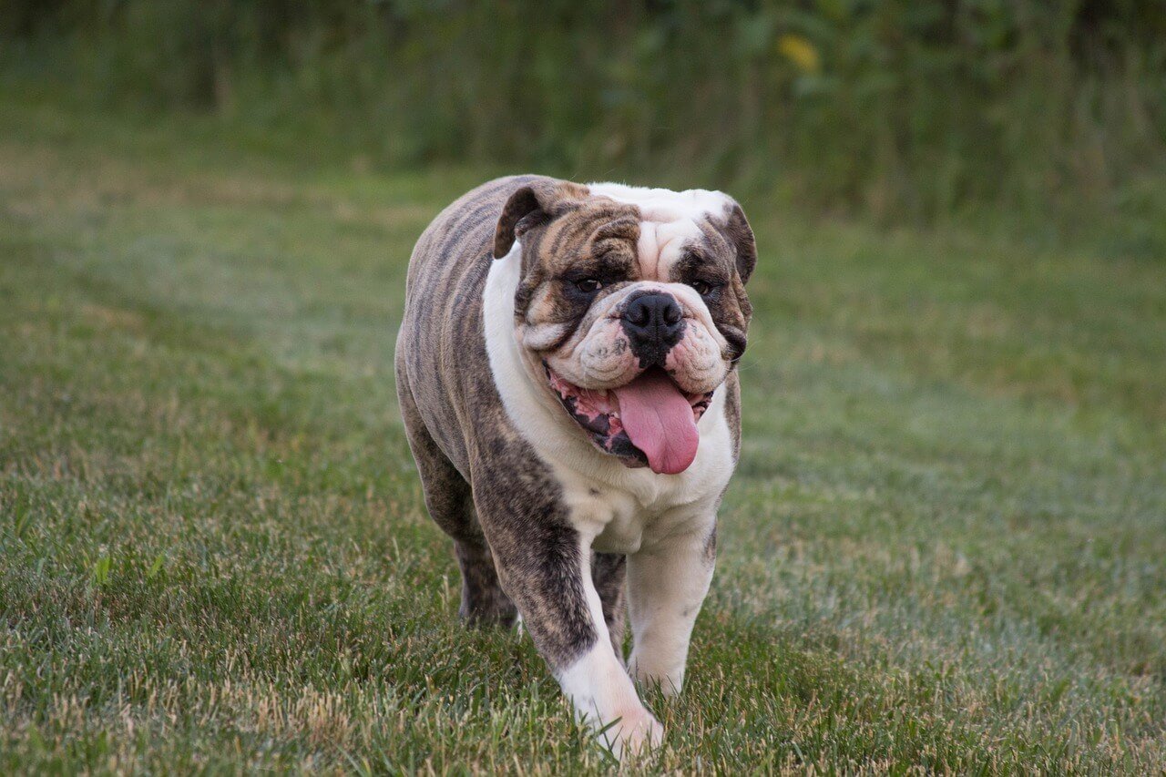 Why Is My Dog Suddenly Limping on Their Back Leg? Best 7 Tips!