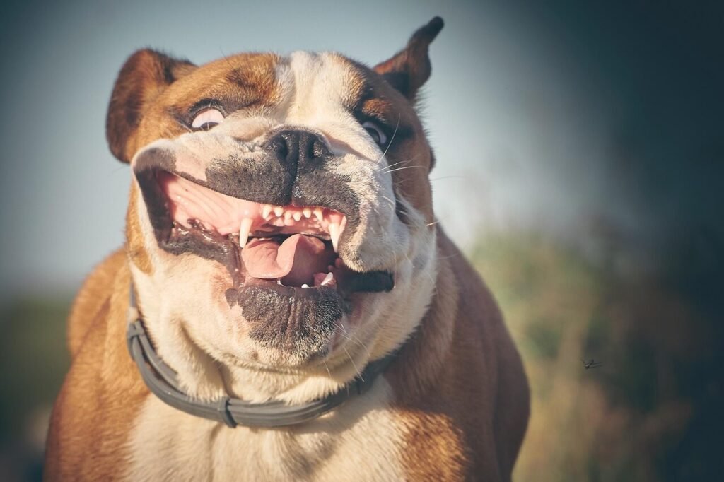 My Dog Jumped After Being Spayed: Best 7 Expert Tips!