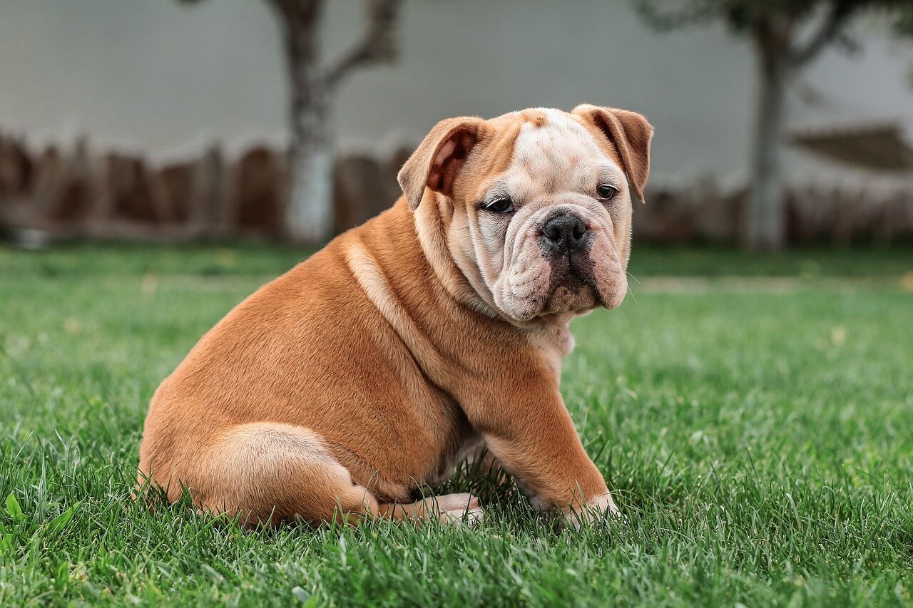 How to Check for Fleas on Your Dog: Best 7 Expert Tips!