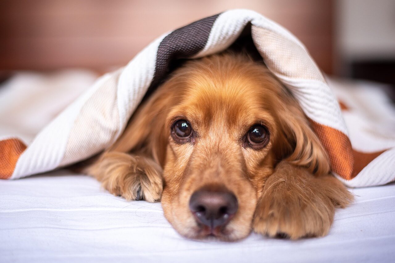 Understanding Dog Scab: Best 7 Expert Tips!