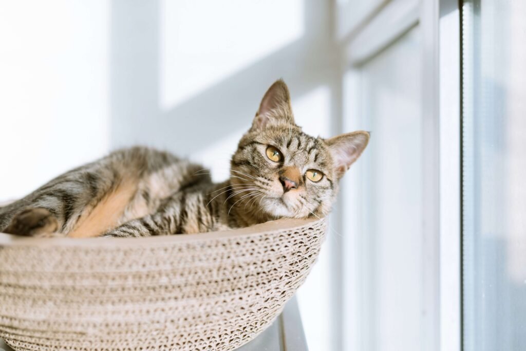 The Enchanting World of Dilute Calico Cats: Best 7 Tips!