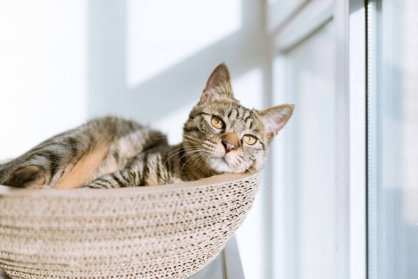 The Enchanting World of Dilute Calico Cats: Best 7 Tips!