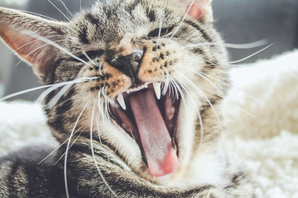 Top 3 Best Cat Pill Shooters for Stress-Free Medication!