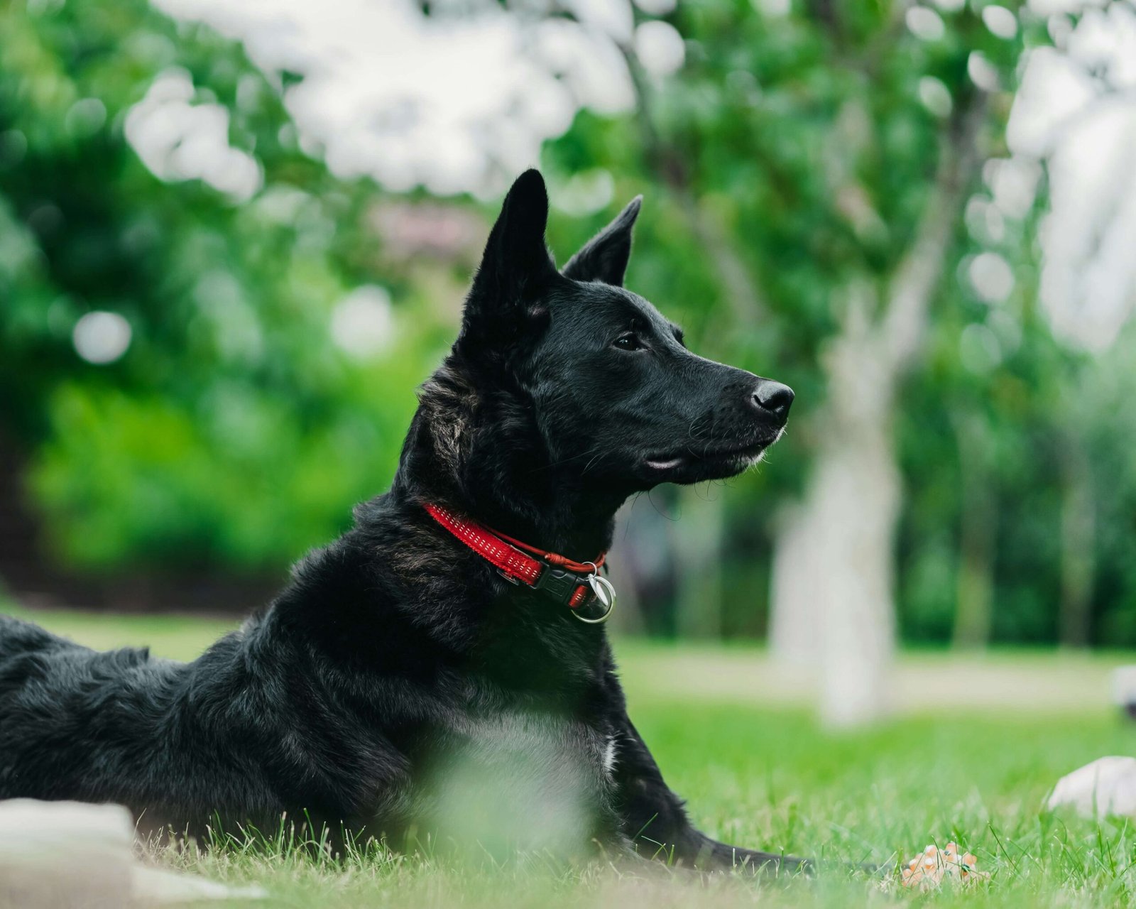 Top 5 Best Dog Nail Grinders for Ultimate Grooming!
