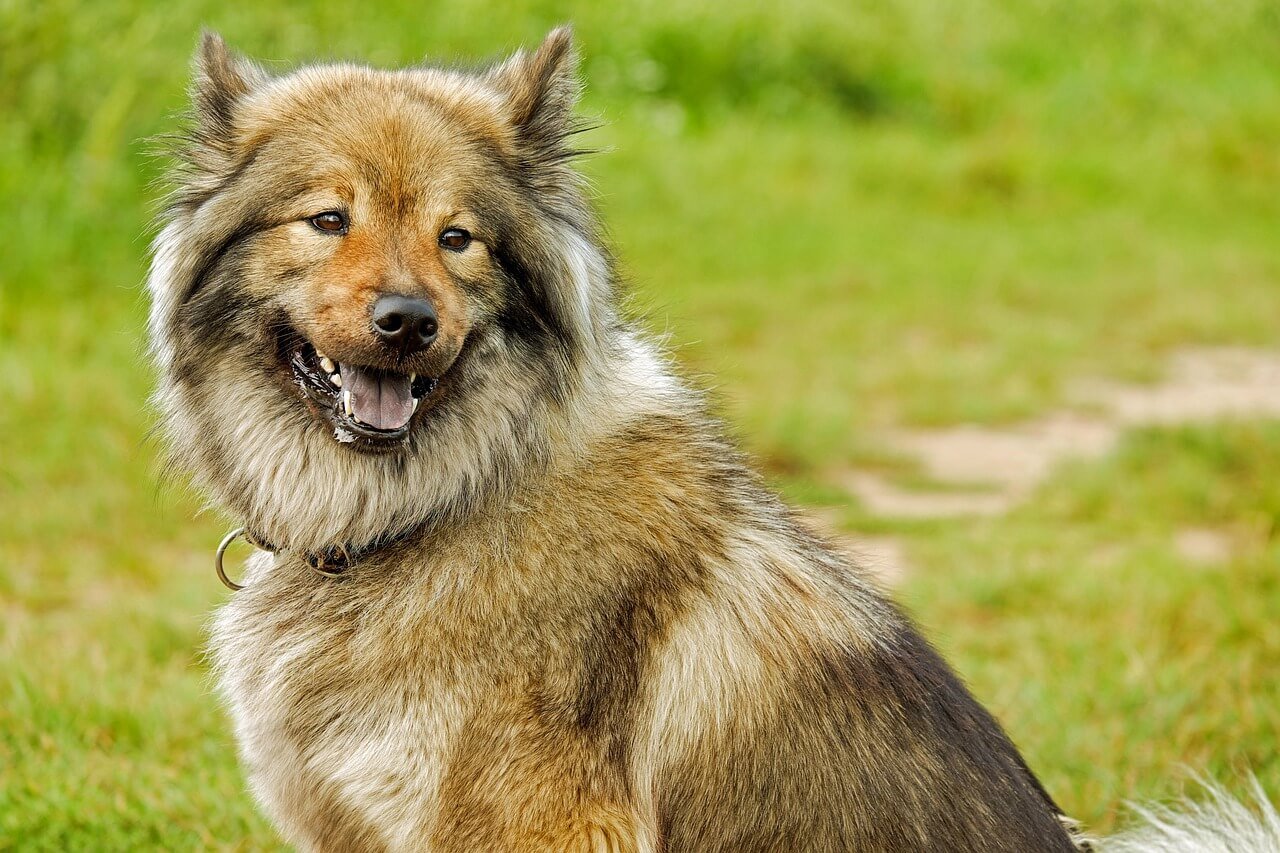Worst Dog Breeds for Cats: Best 7 Expert Tips!