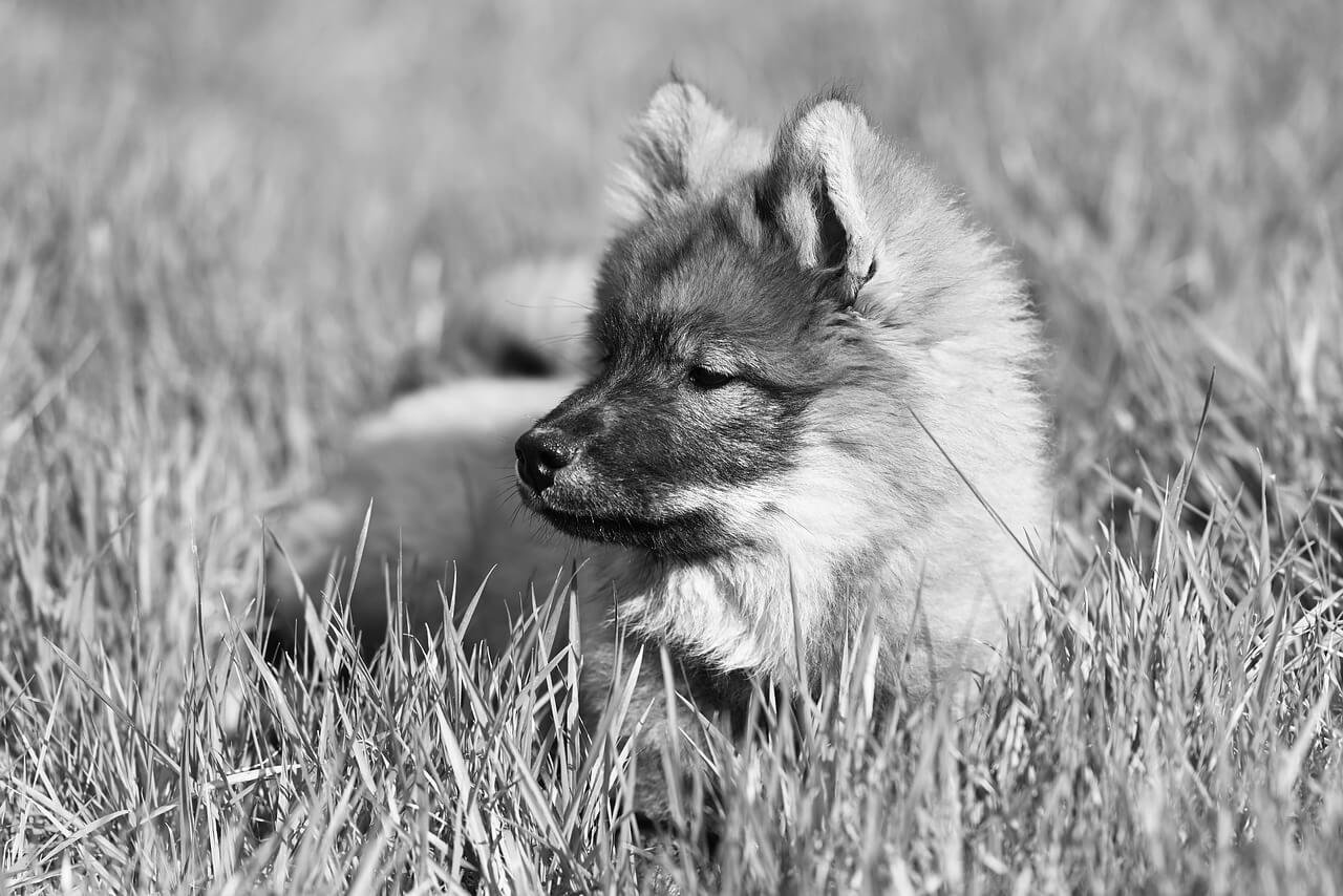 Why Does My Dog Lay on My Feet? Best 7 Expert Tips!