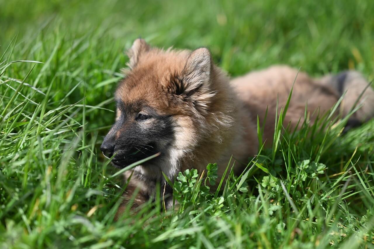Dog is Breathing Weird: Best 7 Expert Tips!