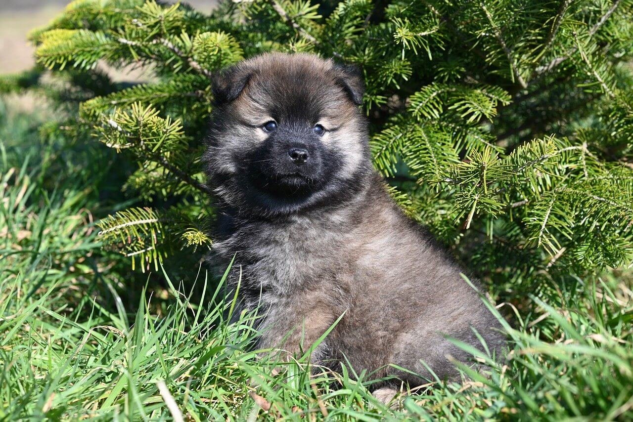 Dog Has Red Eyes: Best 7 Expert Tips for Relief & Care!