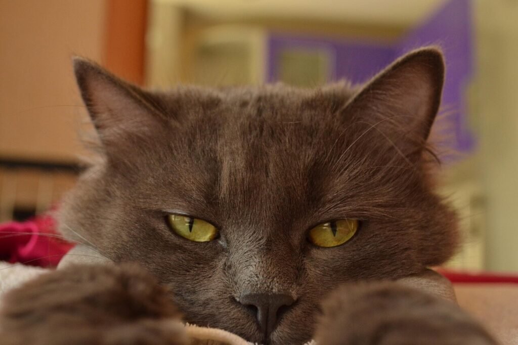 The Allure of Grey Tuxedo Cats: Best 7 Expert Tips!