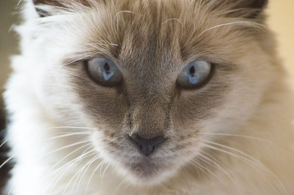 The Enchanting World of the White Bengal Cat: Best 7 Tips!