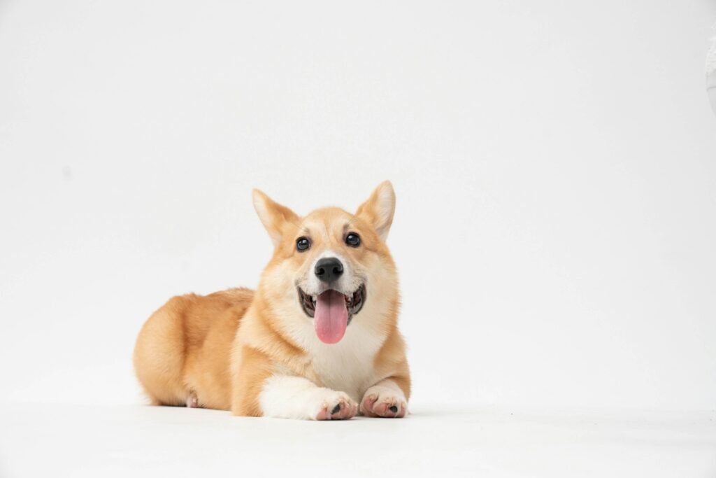 Top 5 Best Metal Dog Crates for Ultimate Safety and Comfort!