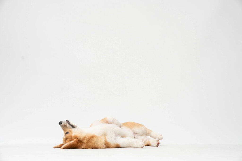 How to Wash Dog Toys: 7 Tips for a Clean & Safe Playtime!
