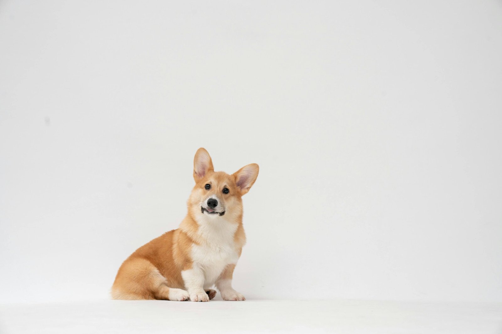 5 Best Dog Lotions for Dry Skin to Restore Softness Instantly!