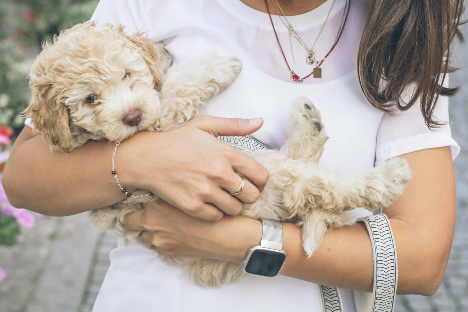 7 Warning Signs After Spaying Your Dog You Can't Ignore!