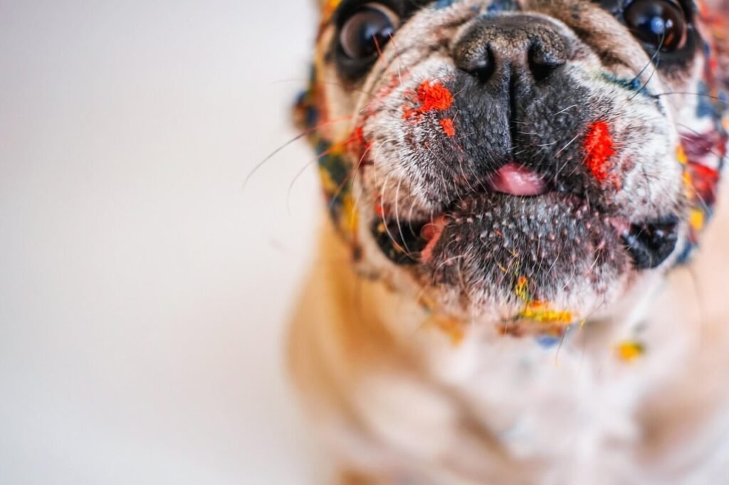 Understanding Dog Daycare Prices: Best 7 Expert Tips!