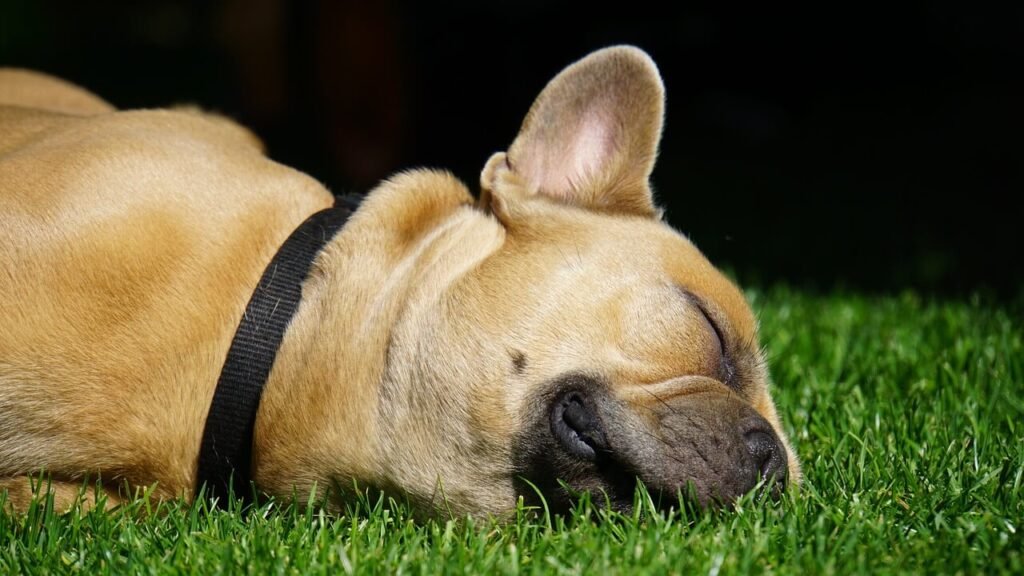 What to Do If Your Dog Ate a Corn Cob but Is Pooping: Best 7 Tips!