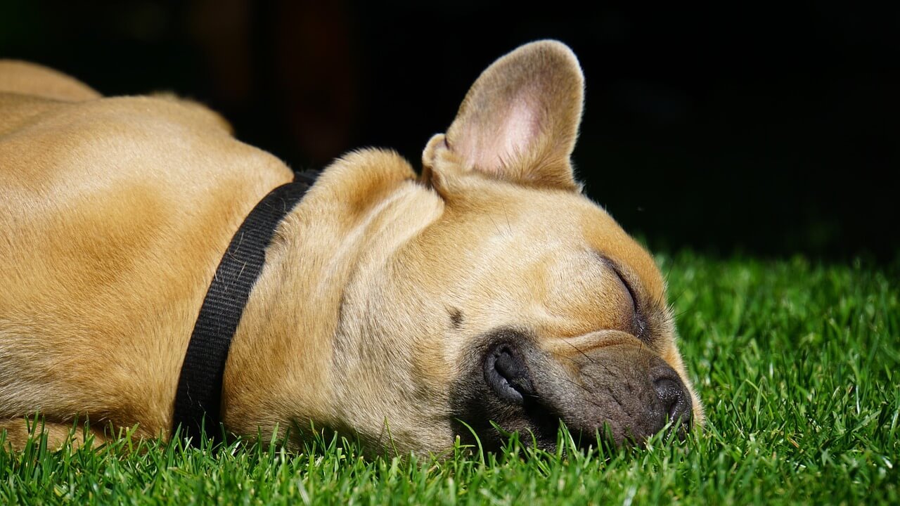 What to Do If Your Dog Ate a Corn Cob but Is Pooping: Best 7 Tips!