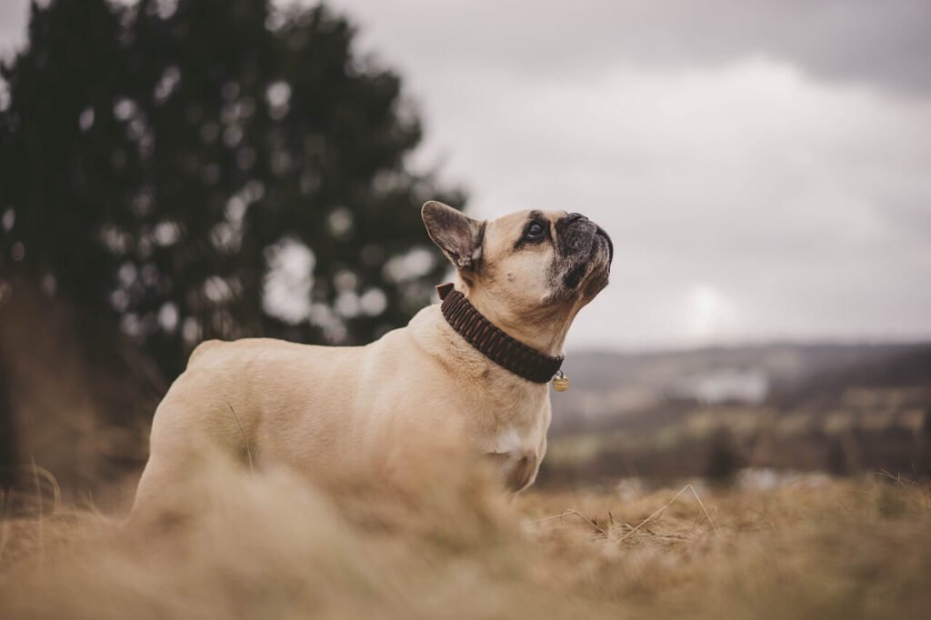 Signs of a Dog Dying of Heart Failure: Best 7 Expert Tips!