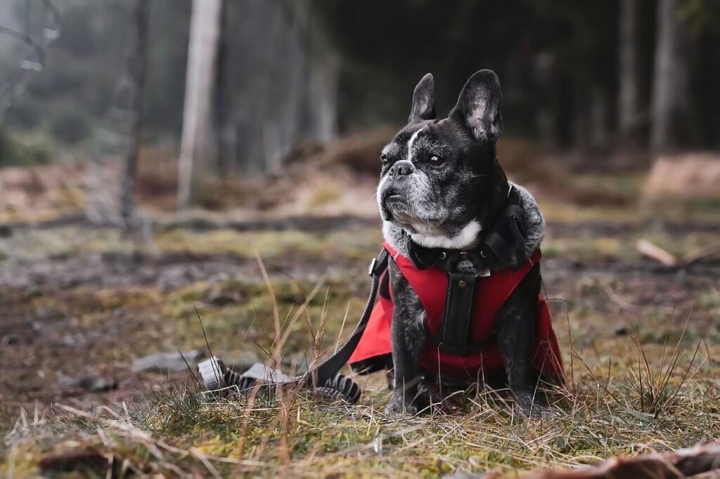 How to Measure Your Dog for the Perfect Harness Fit: Best 7 Tips!