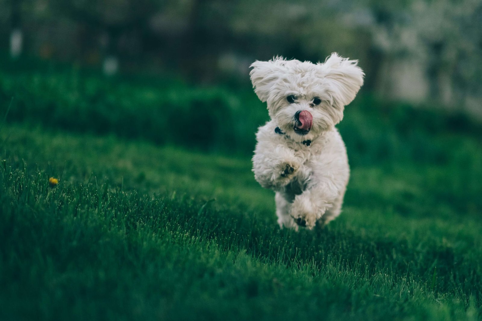 4 Best Washable Dog Diapers for Ultimate Comfort and Protection!