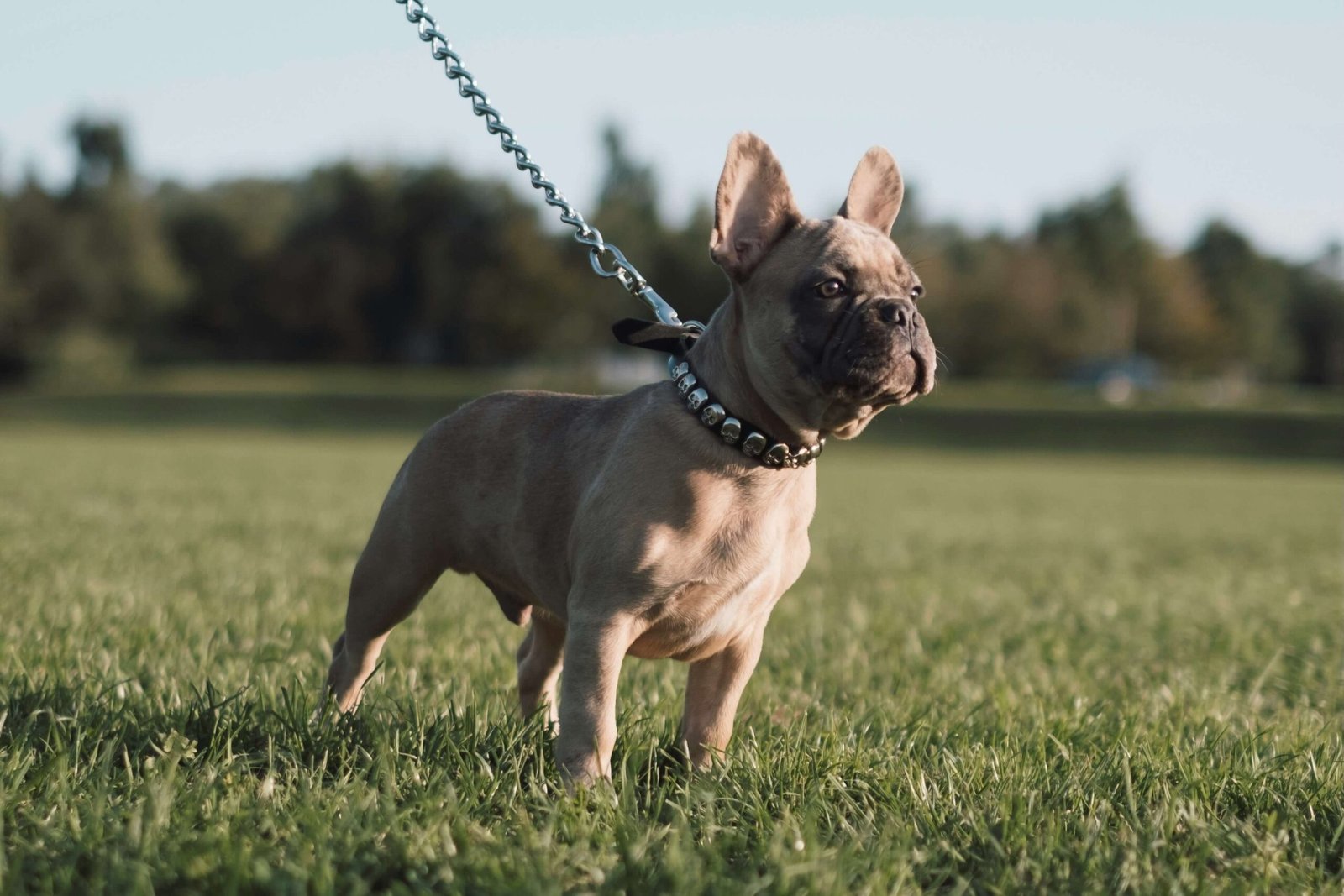 Top 5 Best Double Dog Leashes for Ultimate Control!
