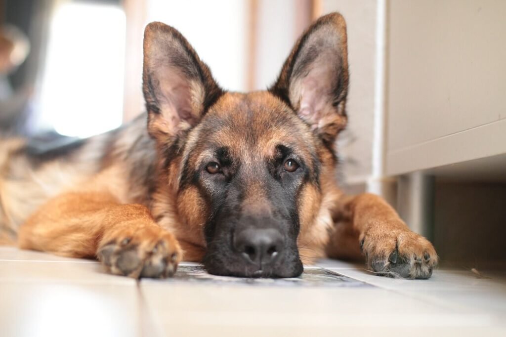 When Your Dog Ate Tampons: Best 7 Expert Tips!