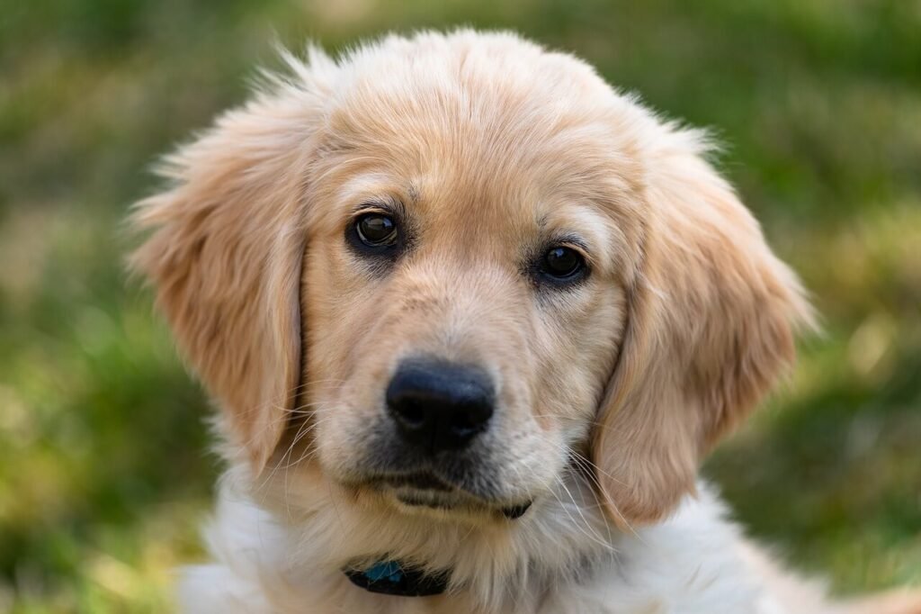 What to Do If Your Dog Ate Aluminum Foil: Best 7 Expert Tips