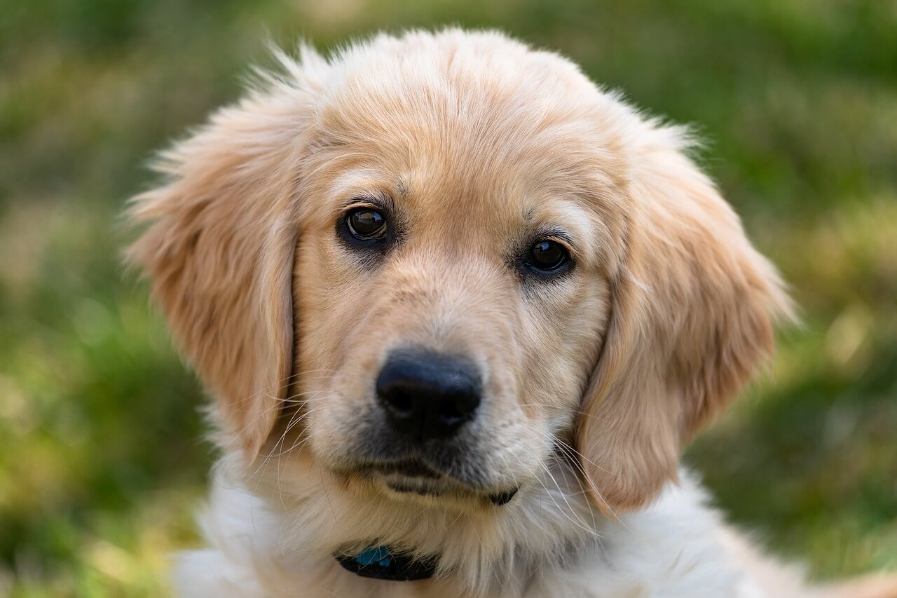 What to Do If Your Dog Ate Aluminum Foil: Best 7 Expert Tips