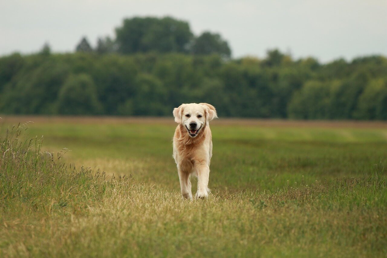 Stop Your Dog from Digging: Best 7 Expert Tips!