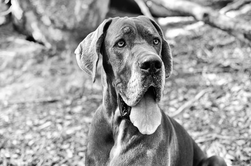 7 Tips for Dog Jowls Care: Health, Hygiene & Happy Pets!