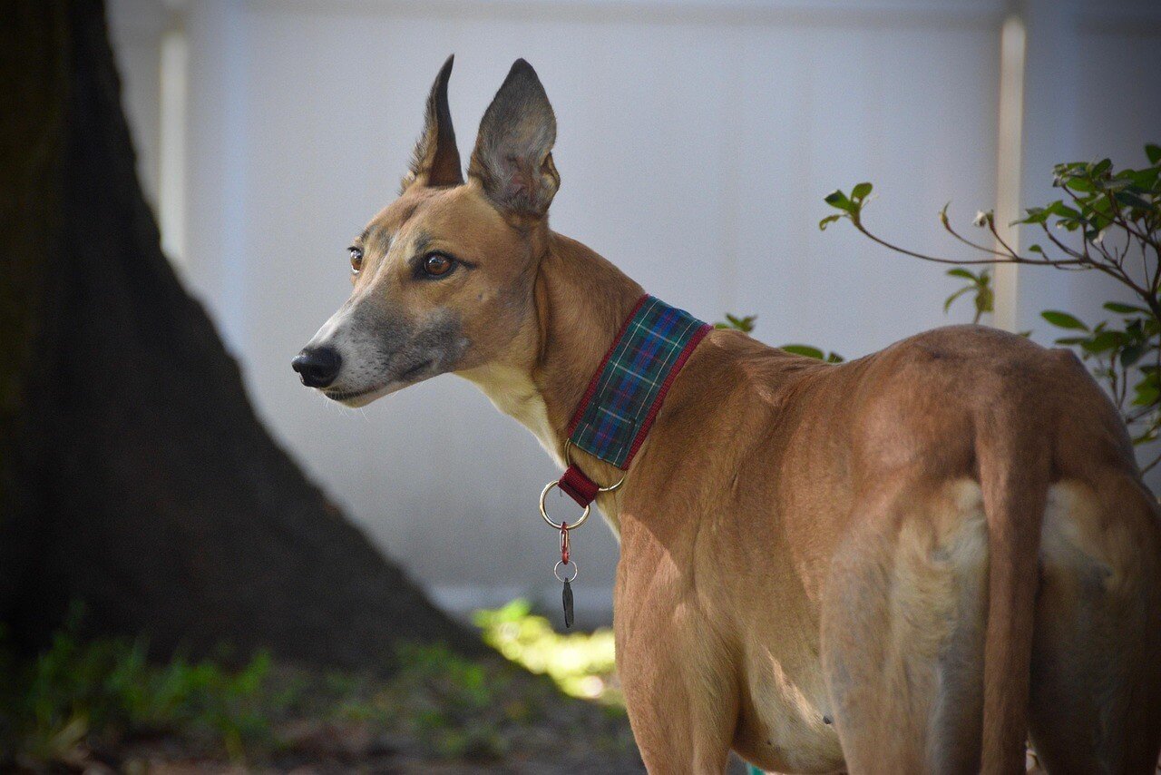 Polish Dog Breeds: Best 7 Expert Tips!