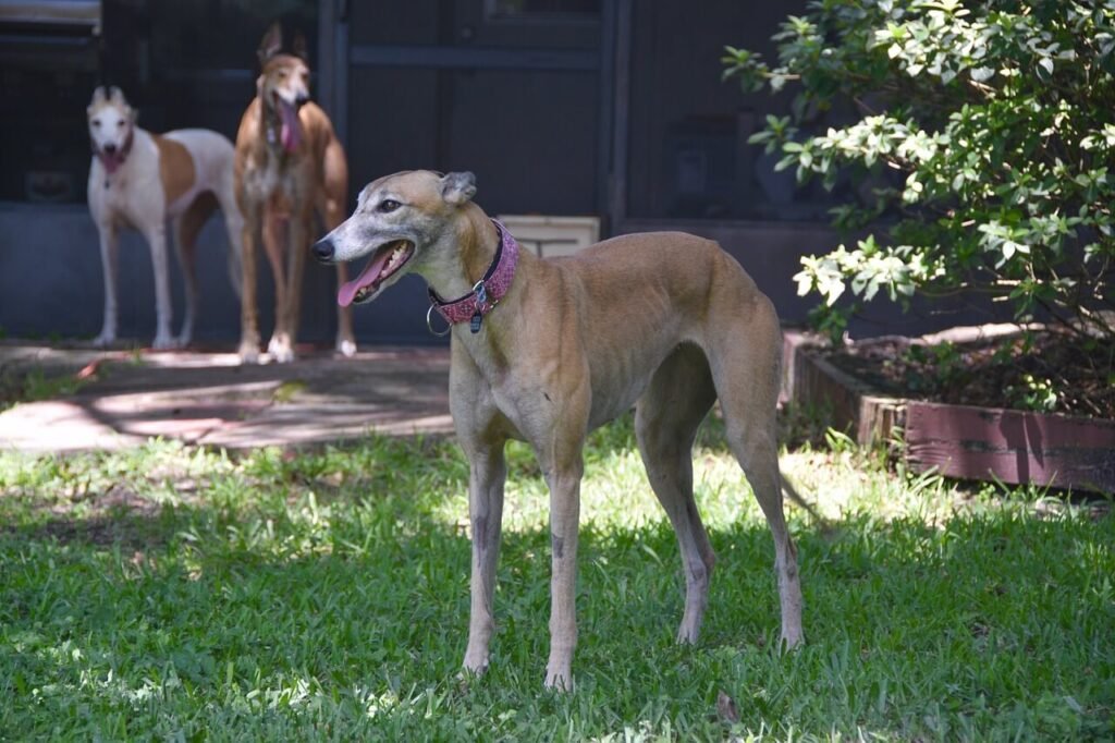 Greyhound Dog Price: Best 7 Tips to Save Money!