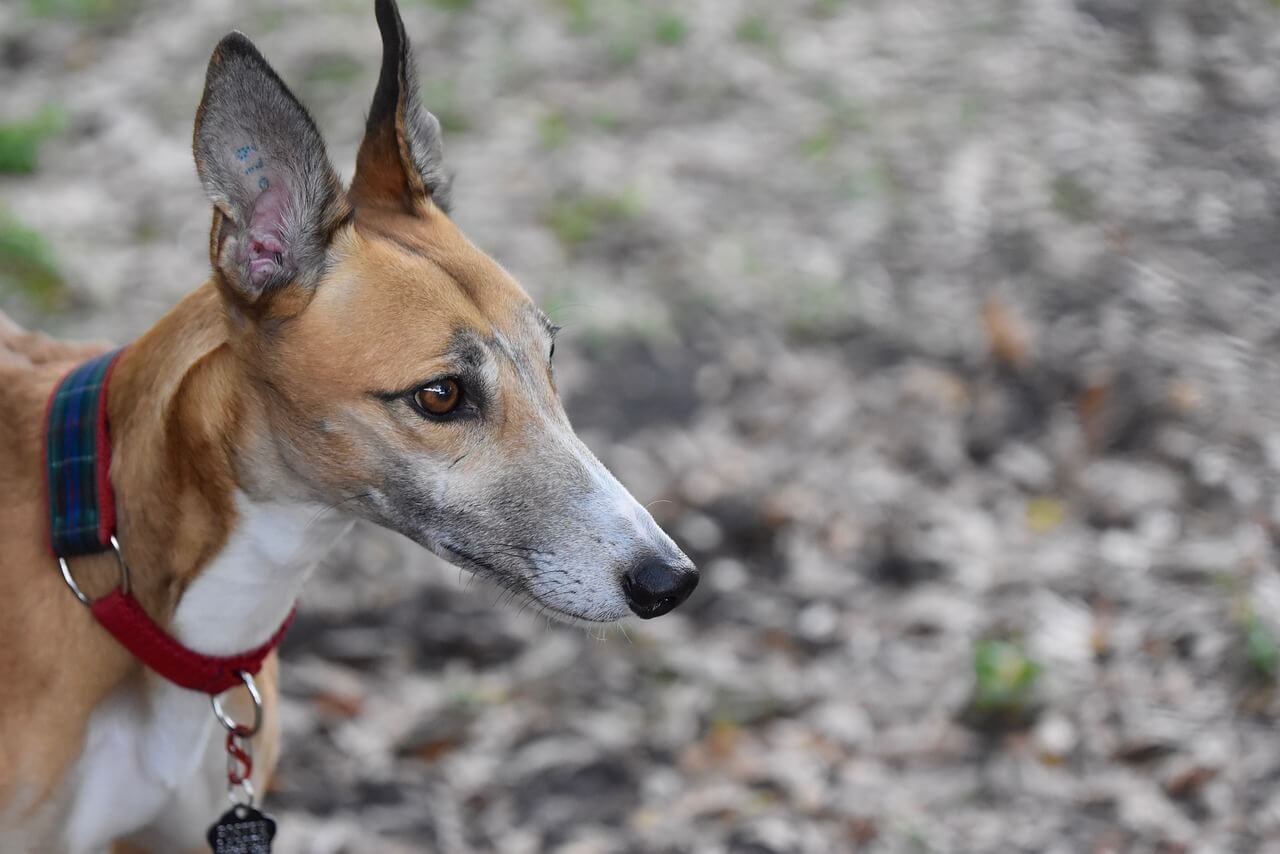 How Much Does a Dog Walker Cost? Best 7 Expert Tips!