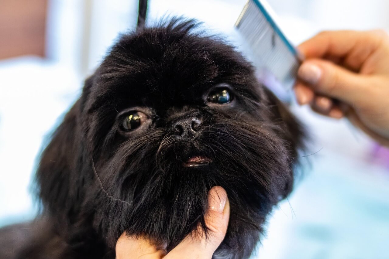 The Ultimate Guide to Dog Grooming: Best 7 Expert Tips!
