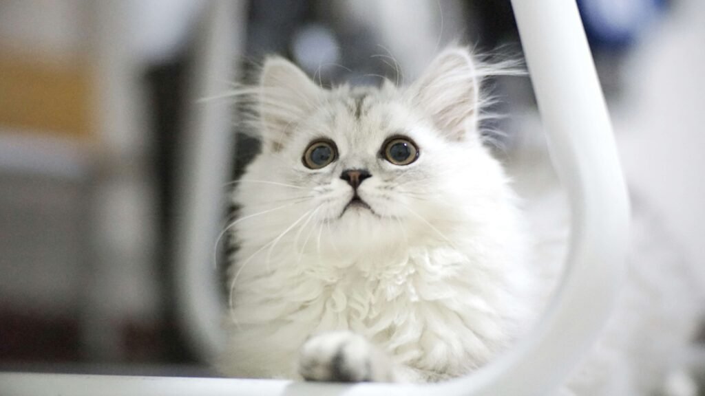 Top 4 Best Cat Castles for Your Feline Friend!