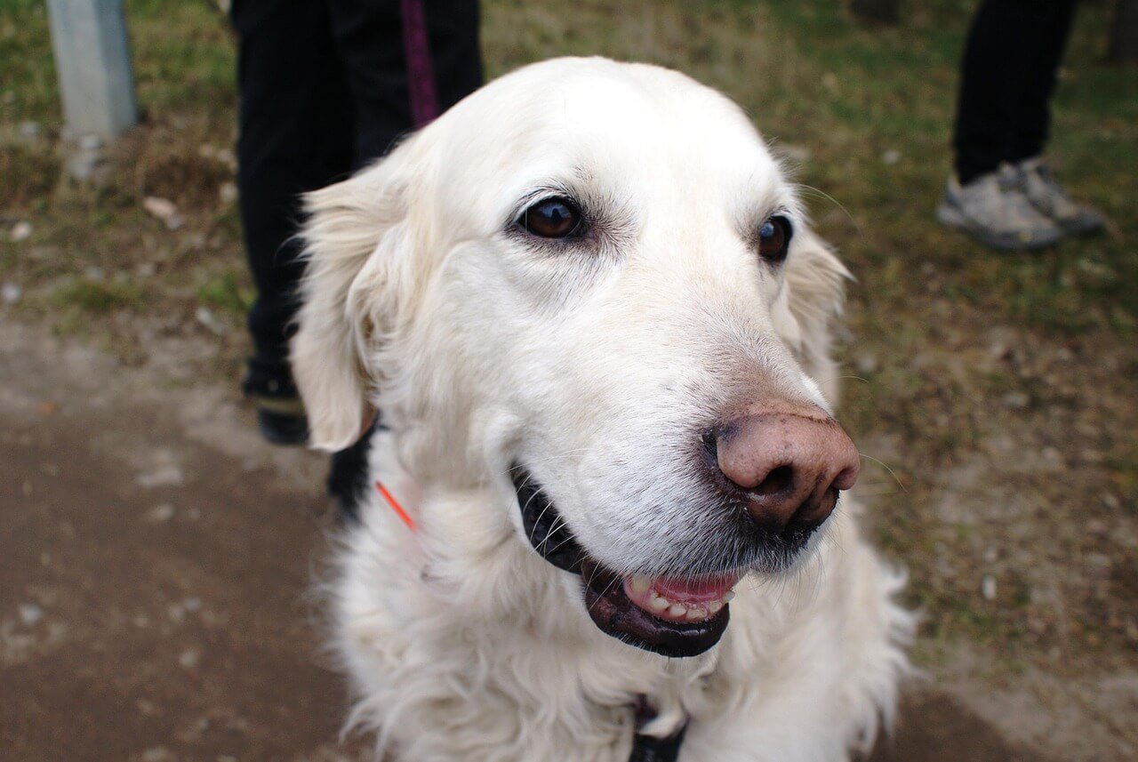 Dog with Ear Infection and Cannot Afford Vet: Best 7 Tips!