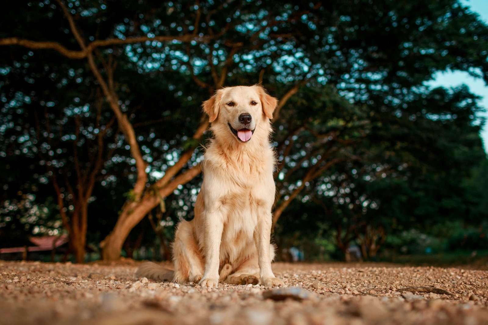 Top 5 Dog Nail Clippers with Sensor for Ultimate Pet Care!