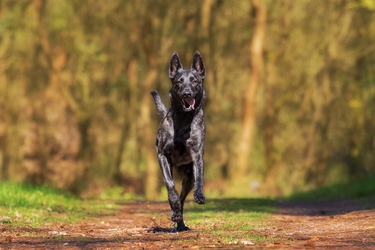 Black Shepherd Dog
