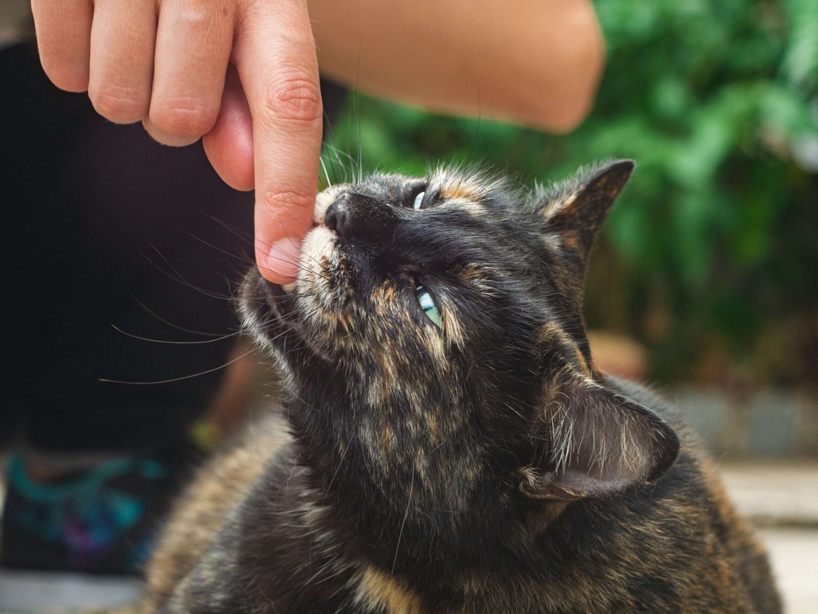 The Enchanting Grey Tortoiseshell Cat: Best 7 Expert Tips!