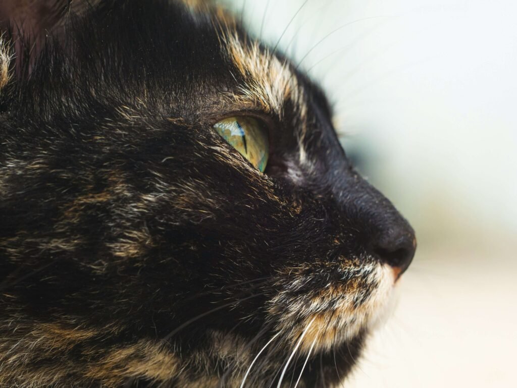The Allure of the Black Tortoiseshell Cat: Best 7 Tips!